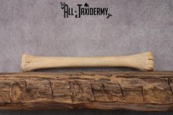 African Giraffe Leg Bone SKU 2430 - Image 2