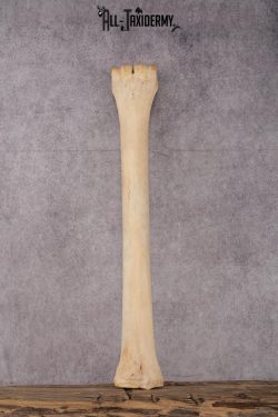 African Giraffe Leg Bone SKU 2430