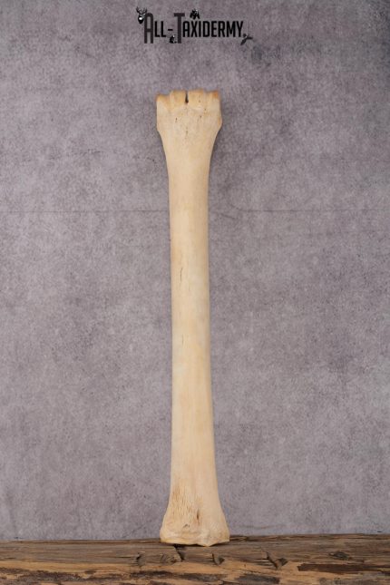 African Giraffe Leg Bone SKU 2430