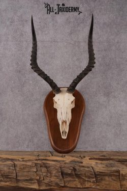 African Impala Skull SKU 2593