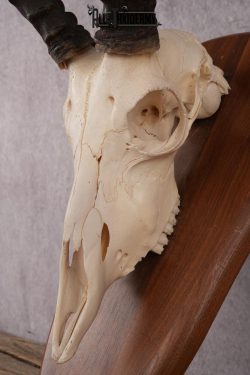 African Impala Skull SKU 2593 - Image 3