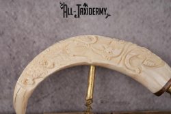 Carved Warthog Tusk Bottle Opener SKU 2428 - Image 4