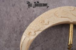 Carved Warthog Tusk Bottle Opener SKU 2428 - Image 3