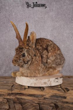 Full Body Jackalope SKU 2450