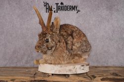 Full Body Jackalope SKU 2450 - Image 6