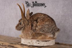 Full Body Jackalope SKU 2450 - Image 5