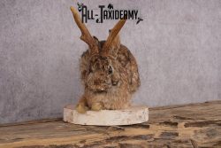 Full Body Jackalope SKU 2450 - Image 4