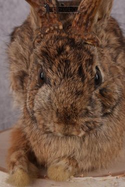 Full Body Jackalope SKU 2450 - Image 3