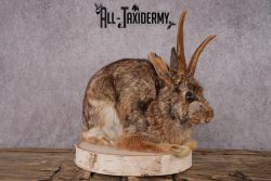 Full Body Jackalope SKU 2450 - Image 2