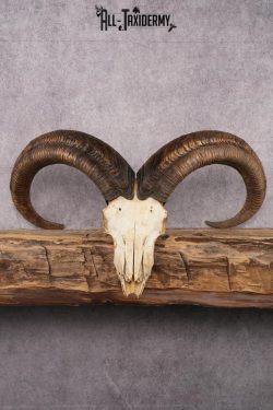 African Barbary Aoudad taxidermy skull SKU 2511