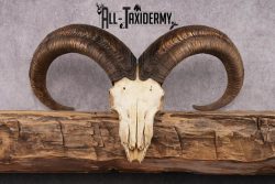 African Barbary Aoudad taxidermy skull SKU 2511 - Image 4