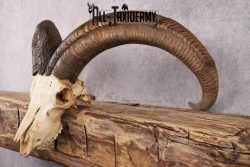 African Barbary Aoudad taxidermy skull SKU 2511 - Image 3