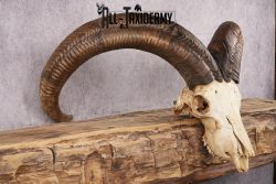 African Barbary Aoudad taxidermy skull SKU 2511 - Image 2