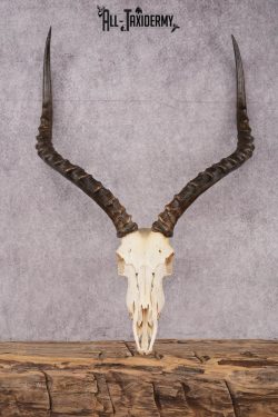 African Impala taxidermy skull SKU 2514