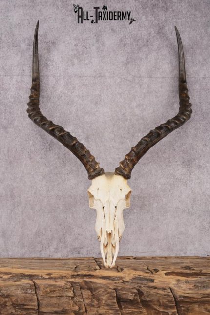 African Impala taxidermy skull SKU 2514