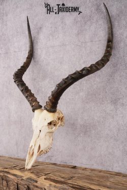 African Impala taxidermy skull SKU 2514 - Image 4