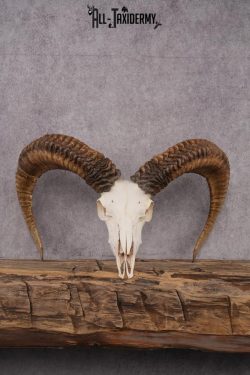 Red Sheep taxidermy skull SKU 2512