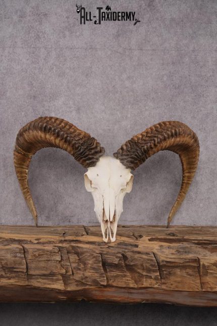 Red Sheep taxidermy skull SKU 2512