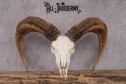 Red Sheep taxidermy skull SKU 2512 - Image 6