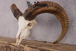 Red Sheep taxidermy skull SKU 2512 - Image 5