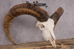 Red Sheep taxidermy skull SKU 2512 - Image 4