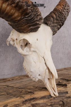 Red Sheep taxidermy skull SKU 2512 - Image 3