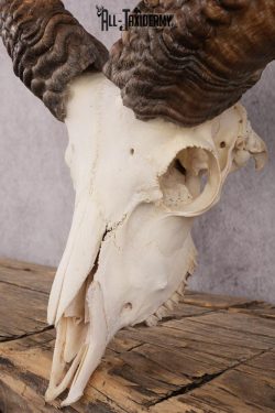 Red Sheep taxidermy skull SKU 2512 - Image 2