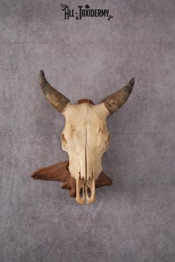 Steer Skull SKU 2443