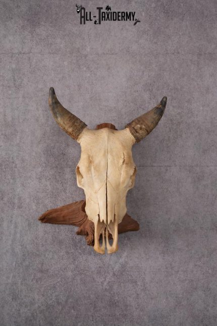 Steer Skull SKU 2443