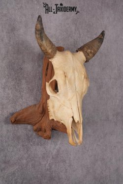 Steer Skull SKU 2443 - Image 3