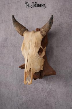 Steer Skull SKU 2443 - Image 2