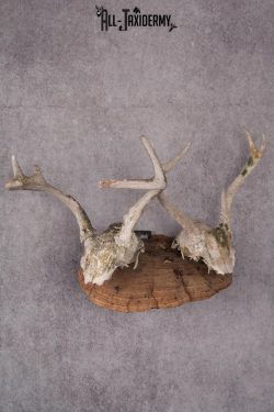 Deer Skull on Mushroom Display SKU 2446