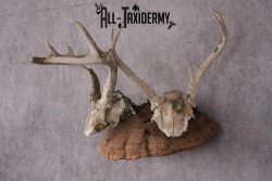 Deer Skull on Mushroom Display SKU 2446 - Image 5
