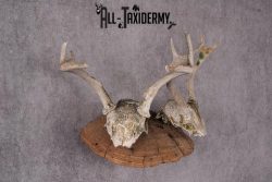 Deer Skull on Mushroom Display SKU 2446 - Image 4