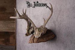 Deer Skull on Mushroom Display SKU 2446 - Image 3