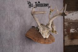 Deer Skull on Mushroom Display SKU 2446 - Image 2