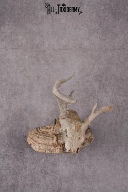 Whitetail Skull Display SKU 2448