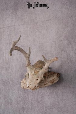 Whitetail Skull Display SKU 2448 - Image 5