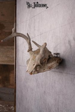 Whitetail Skull Display SKU 2448 - Image 4