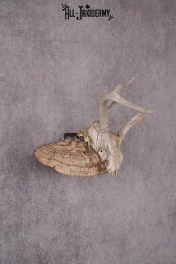 Whitetail Skull Display SKU 2448 - Image 3