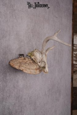 Whitetail Skull Display SKU 2448 - Image 2