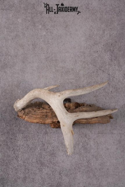 Whitetail Antler Display SKU 2447