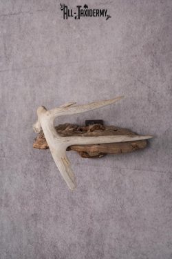 Whitetail Antler Display SKU 2447 - Image 5