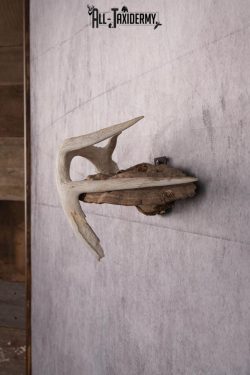 Whitetail Antler Display SKU 2447 - Image 4