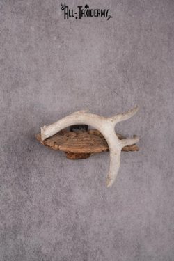 Whitetail Antler Display SKU 2447 - Image 3