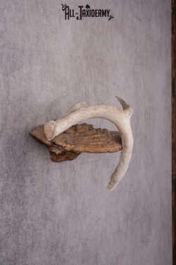 Whitetail Antler Display SKU 2447 - Image 2