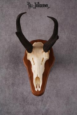 Pronghorn Antelope taxidermy skull SKU 2518 - Image 6