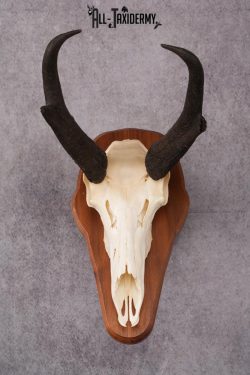 Pronghorn Antelope taxidermy skull SKU 2518