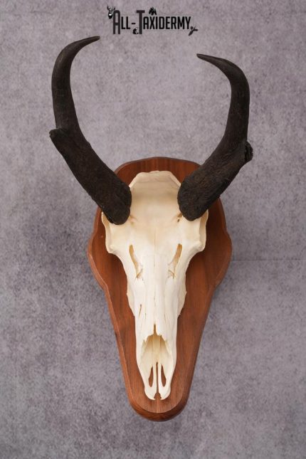 Pronghorn Antelope taxidermy skull SKU 2518