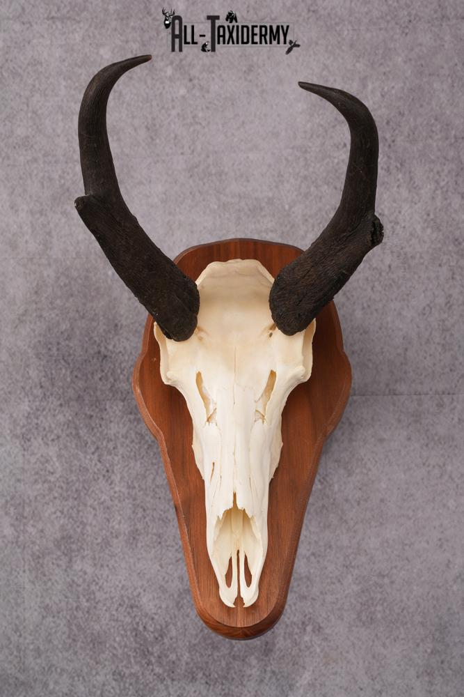 DSC00748 Pronghorn Antelope taxidermy skull SKU 2518 - Image 1